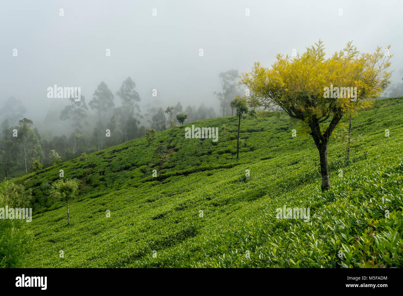 asia,sri lanka, Ella, Hill Country, tea plantation Stock Photo Alamy