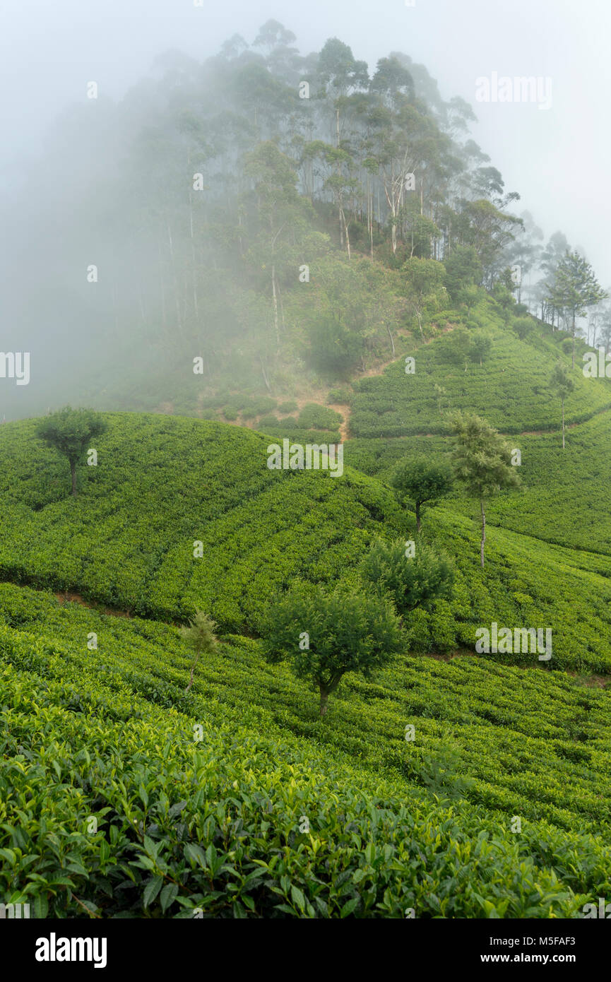 asia,sri lanka, Ella, Hill Country, tea plantation Stock Photo Alamy