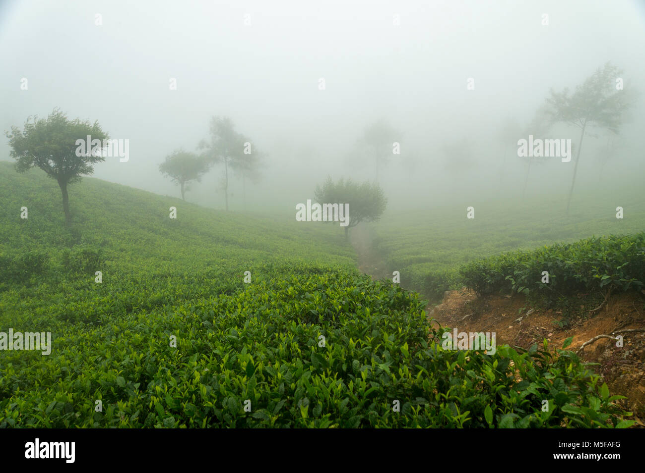 asia,sri lanka, Ella, Hill Country, tea plantation Stock Photo Alamy