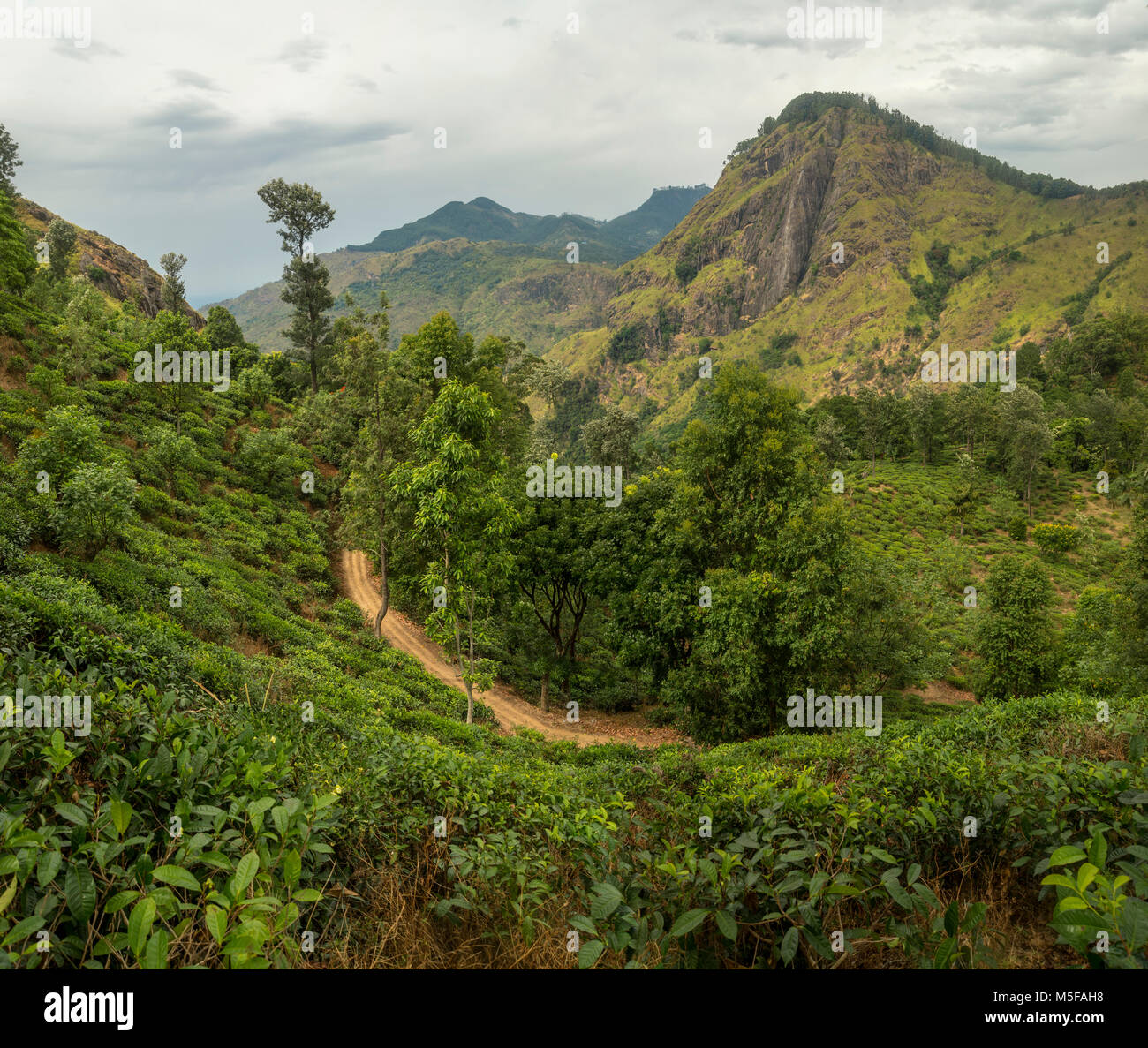 asia,sri lanka, Ella, Hill Country, tea plantation Stock Photo Alamy
