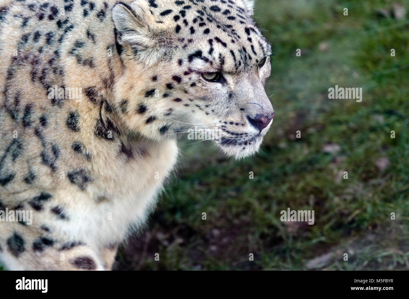A Snow Leopard prowls Stock Photo