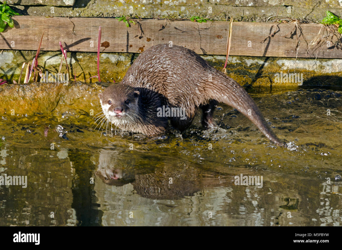A small-clawed otter on the riverbank Stock Photo