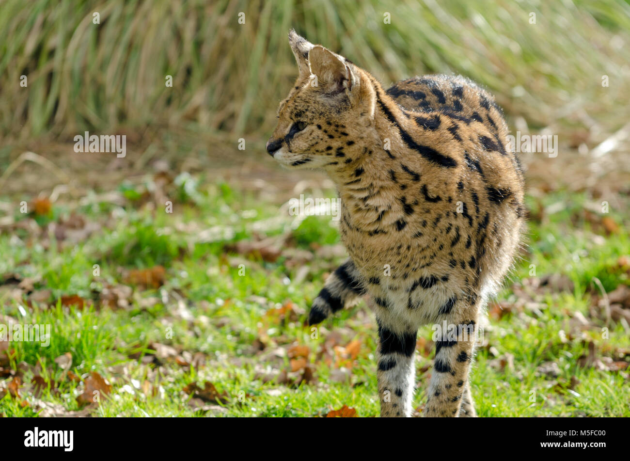 A Serval cat prowls its enclosure Stock Photo