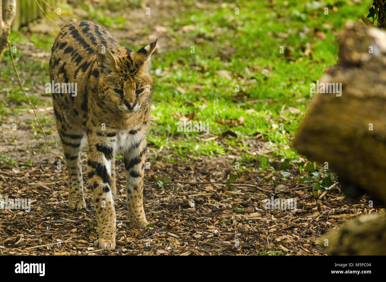 A Serval cat prowls its enclosure Stock Photo