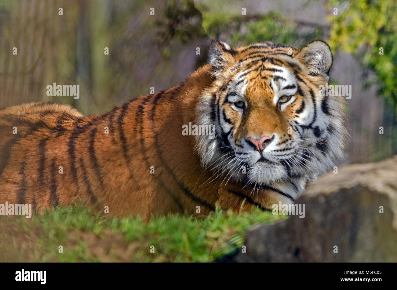 An Amur Tiger rests and surveys its territory Stock Photo