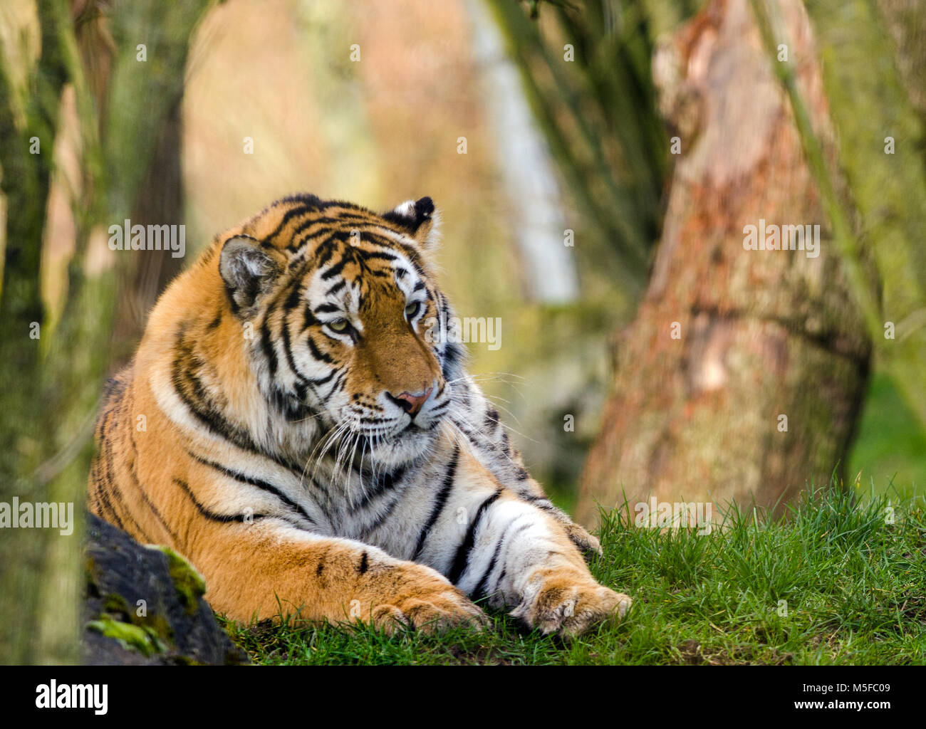 An Amur Tiger rests and surveys its territory Stock Photo