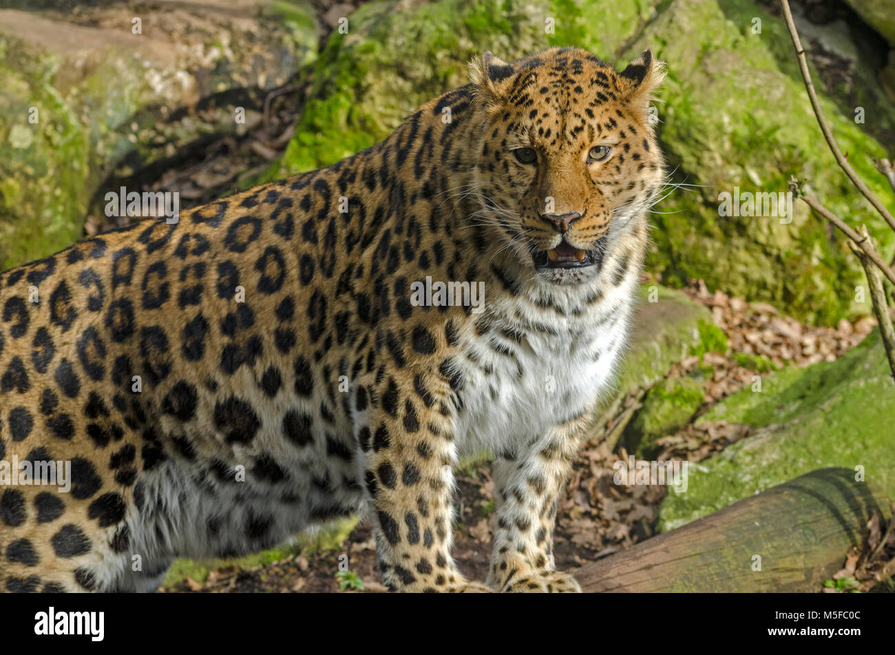An Amur Leopard stalks around its territory in the sunlight Stock Photo ...