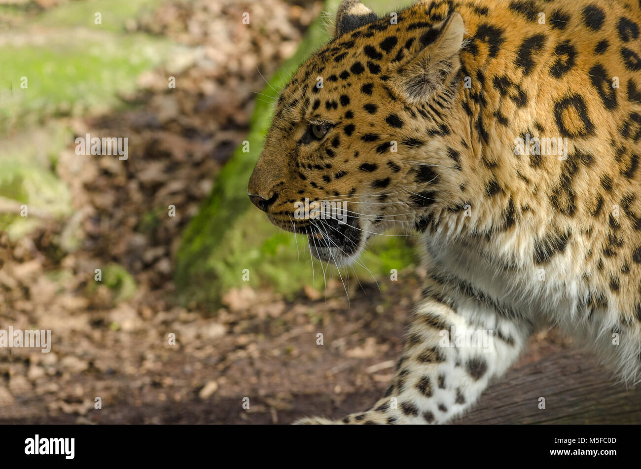 An Amur Leopard stalks around its territory in the sunlight Stock Photo ...