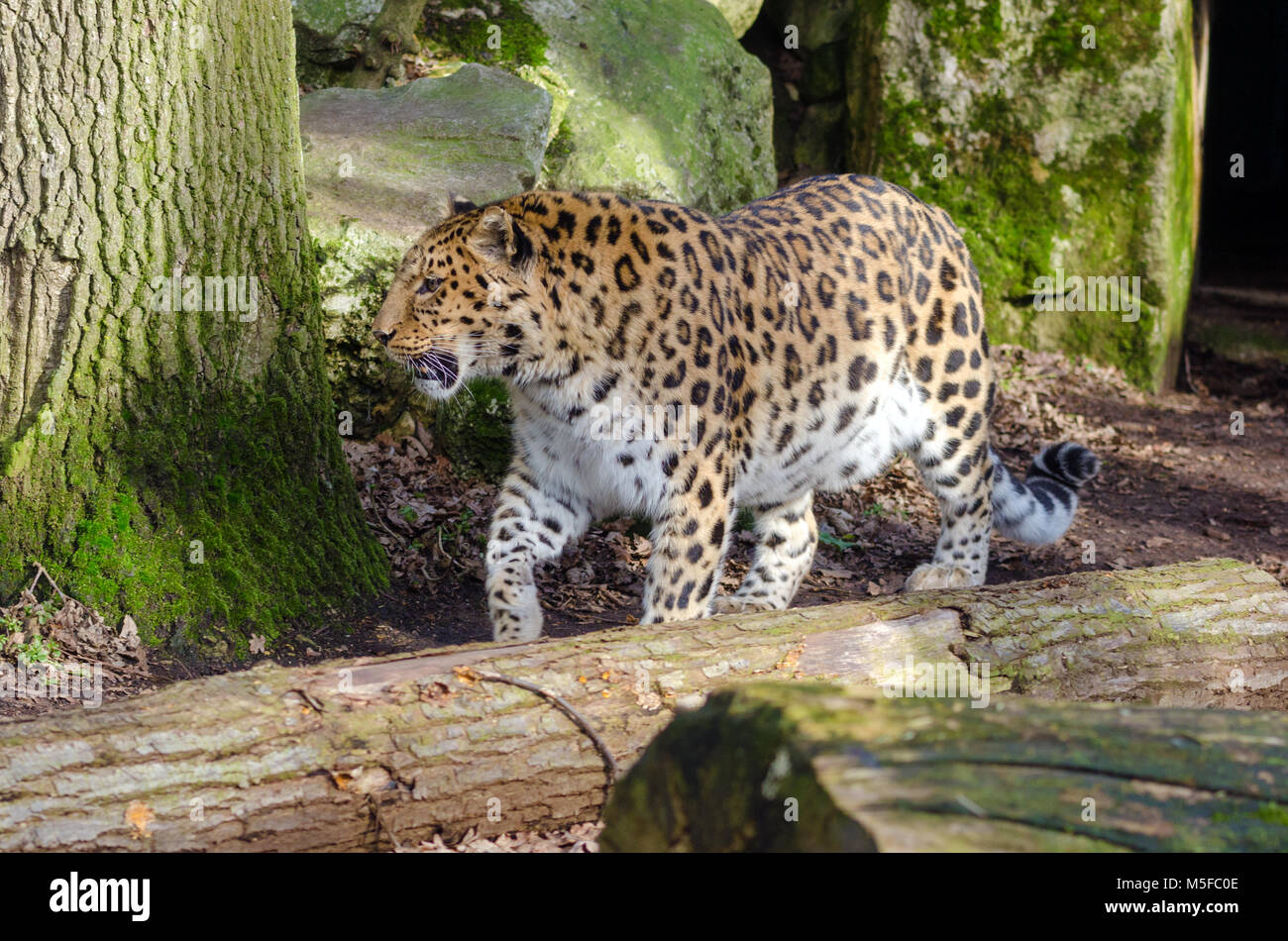 An Amur Leopard stalks around its territory in the sunlight Stock Photo