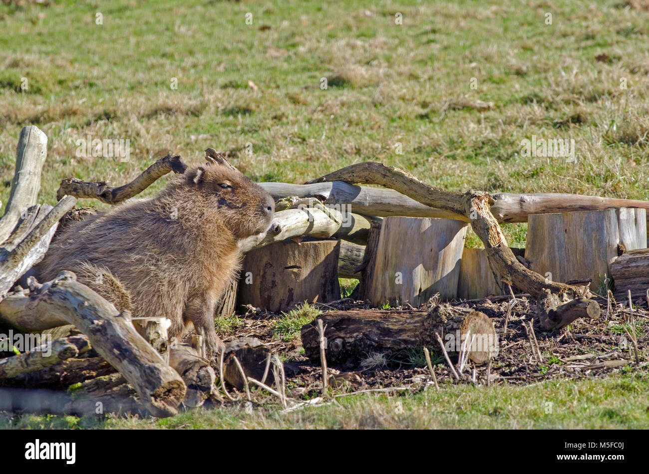 A Capybara takes shelter from the wind Stock Photo