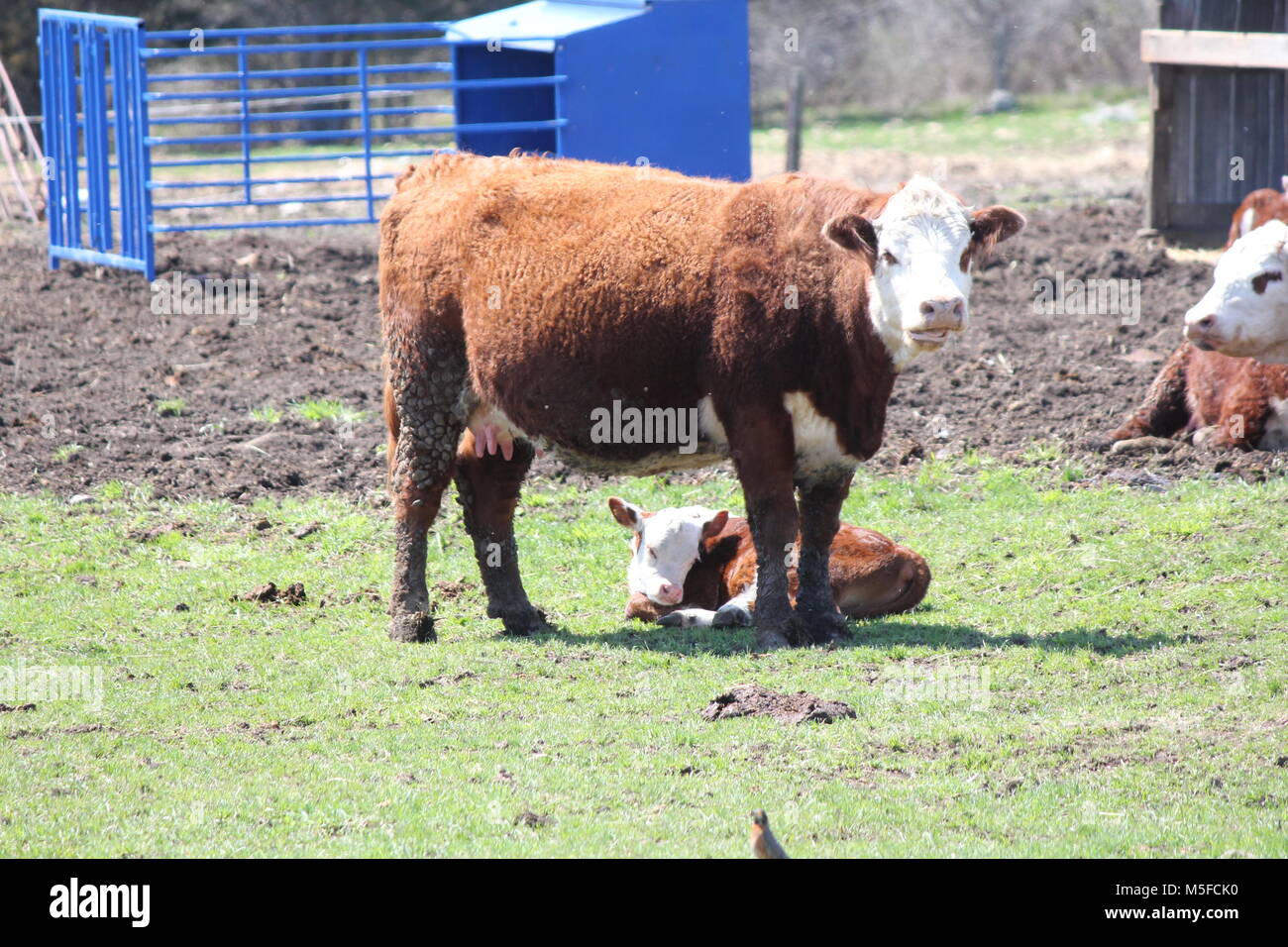 Calf lying down hires stock photography and images Alamy