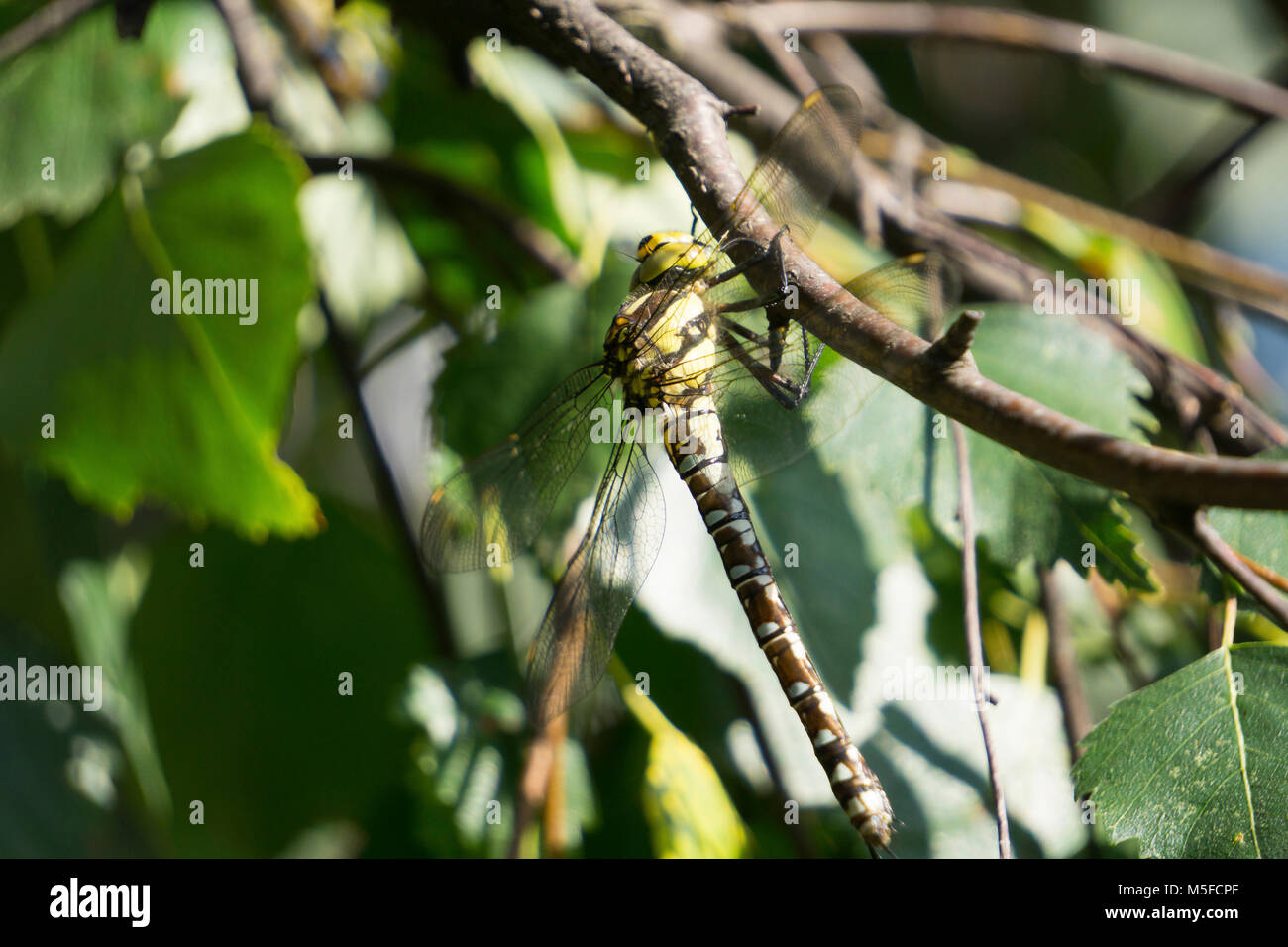 Hawker Dragonfly on a tree branch in the sunlight Stock Photo - Alamy