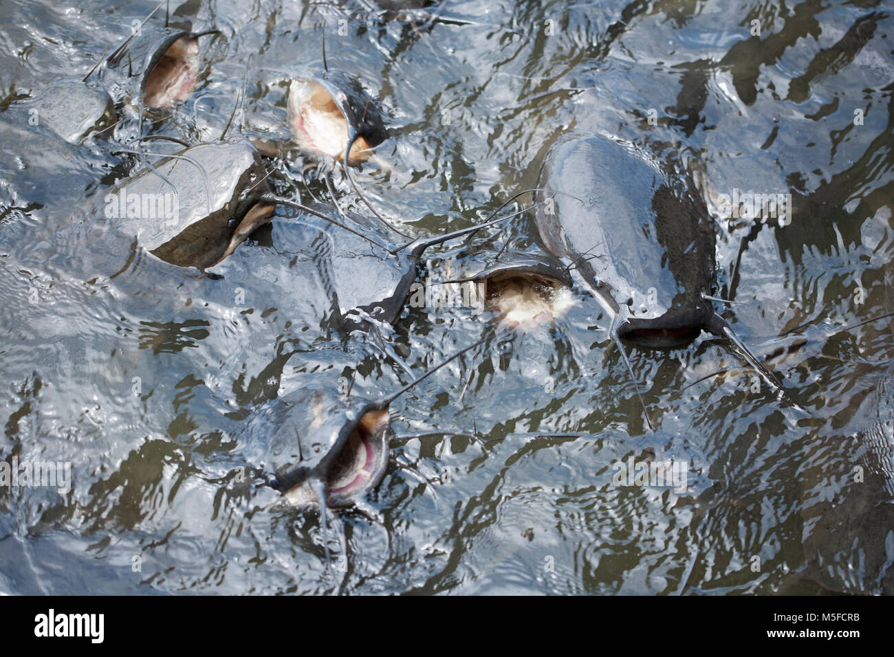 Freshwater Catfish High Resolution Stock Photography and Images Alamy