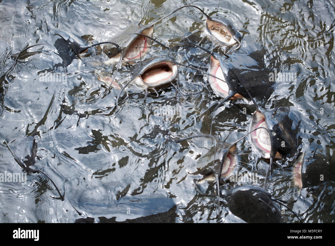 Freshwater Catfish High Resolution Stock Photography and Images Alamy