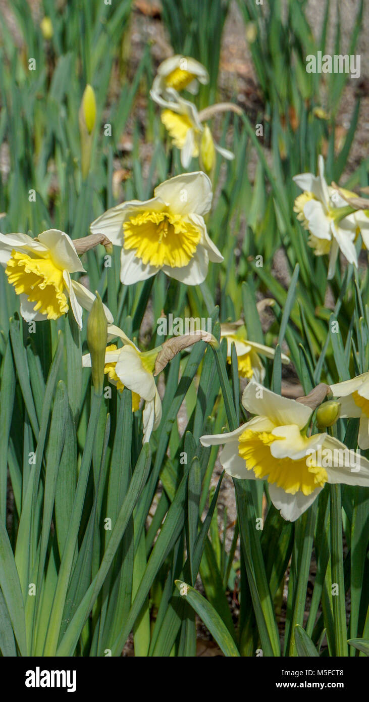 Daffodils Jetfire White closeup 1 Stock Photo - Alamy
