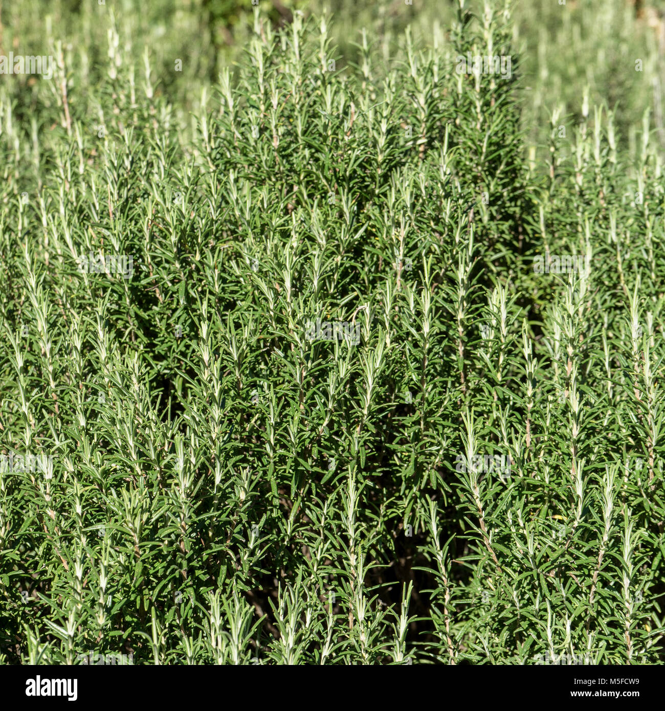 lush rosemary hedge in sunlight Stock Photo Alamy