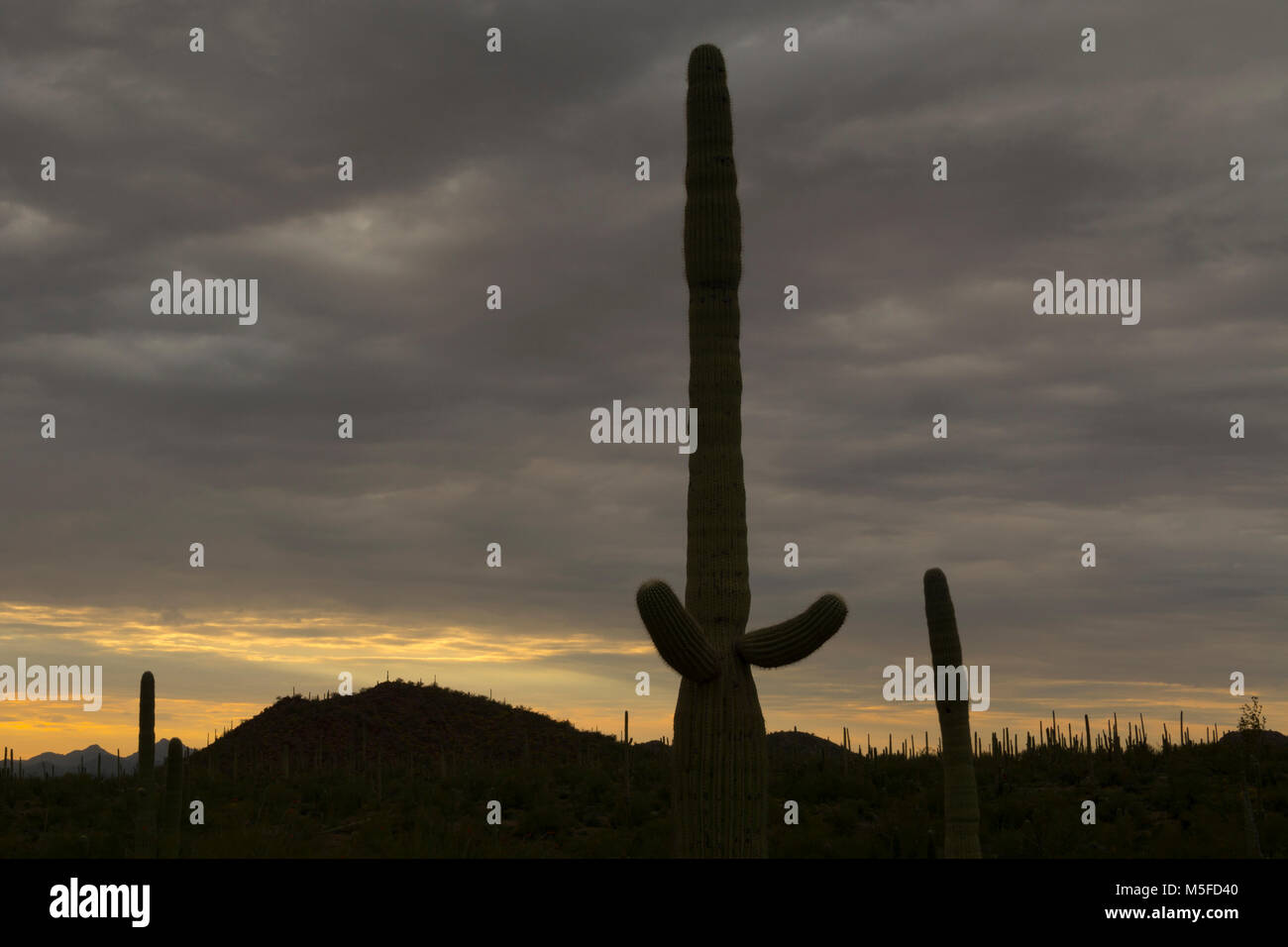 A single saguaro dominates the scene as the sunsetts across a landscape of other sagurao cacti in Saguaro National Park (west side). Stock Photo