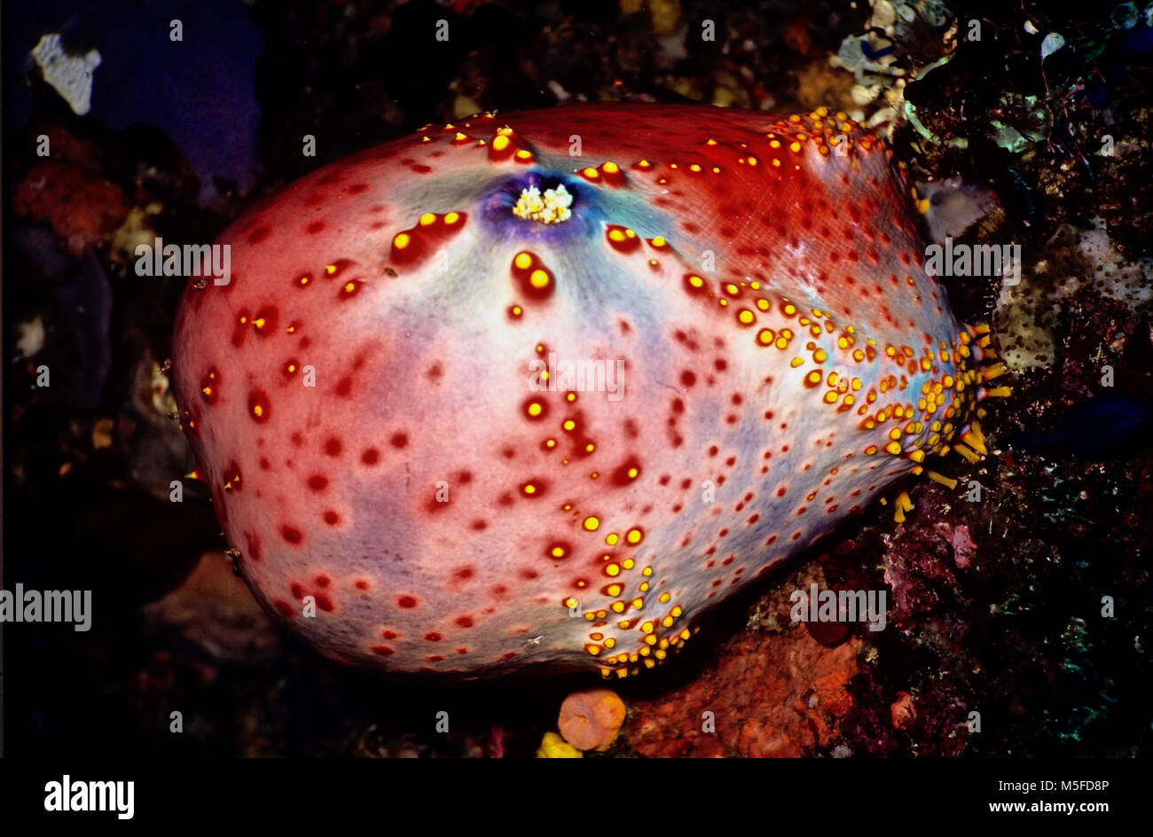 The colour and shape of this holothurian (Pseudocolochirus violaceus: 10 cms.) has led to its common name of sea apple. As with starfish and sea urchins, it travels slowly on the substrate by means of its many hydraulically operated tube feet. To move more swiftly - for example if threatened - it can double its size by taking in sea water and then launching itself into the current. It feeds at night on microplankton, using tentacles around its central mouth to capture its prey. This individual was resting during the day, with its tentacles tucked into its central area. Rinca island, Indonesia. Stock Photo