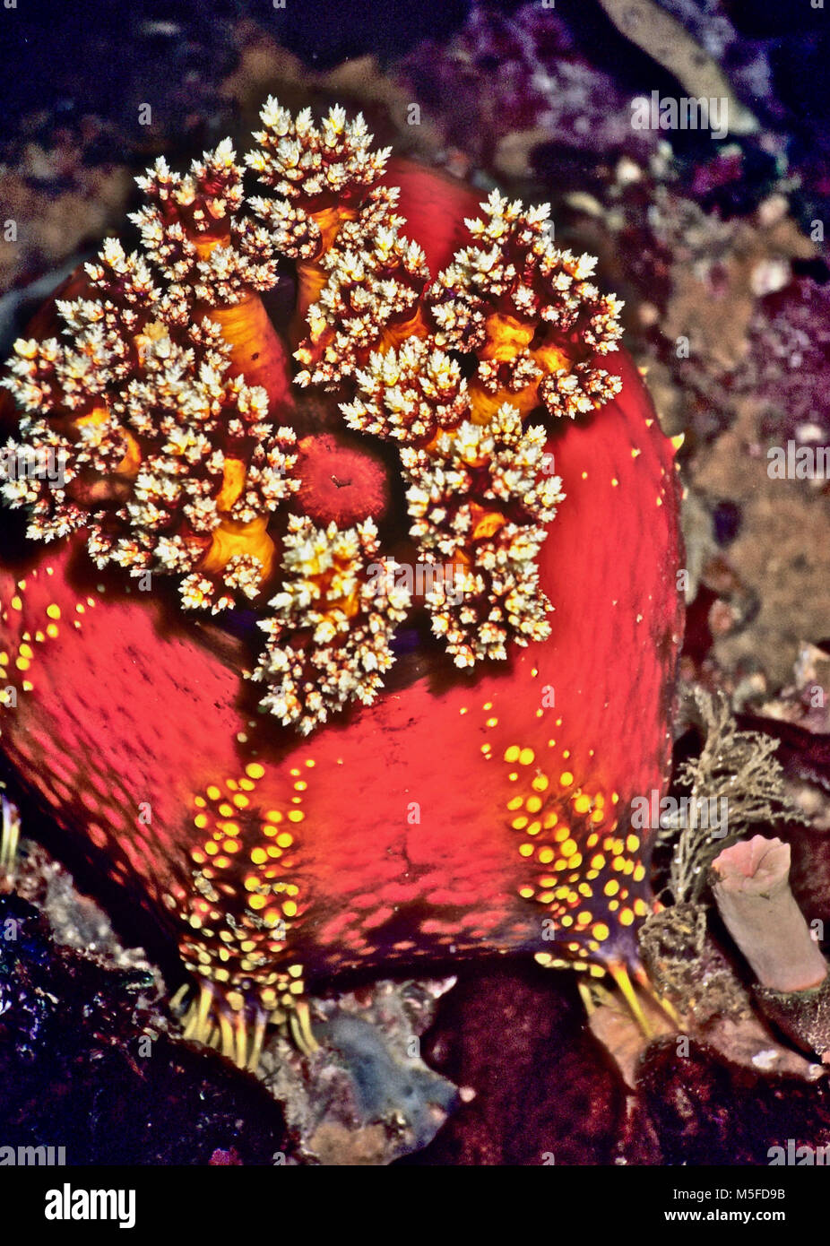 The red colouring, round shape and size of this holothurian (Pseudocolochirus violaceus: 10 cms.) has resulted in its common name of sea apple. As with starfish and sea urchins, this species moves slowly on the substrate by means of its many hydraulically operated tube feet. To move more swiftly - for example if threatened - it has the ability to double its size by taking in sea water and then launch itself into the current. It feeds on microplankton, usually at night, using white tentacles around its central mouth to capture its prey. Photographed at dusk in Horseshoe Bay, Rinca, Indonesia. Stock Photo