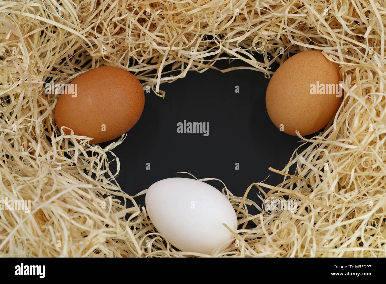 three eggs with wood wool and copy space isolated on black background Stock Photo