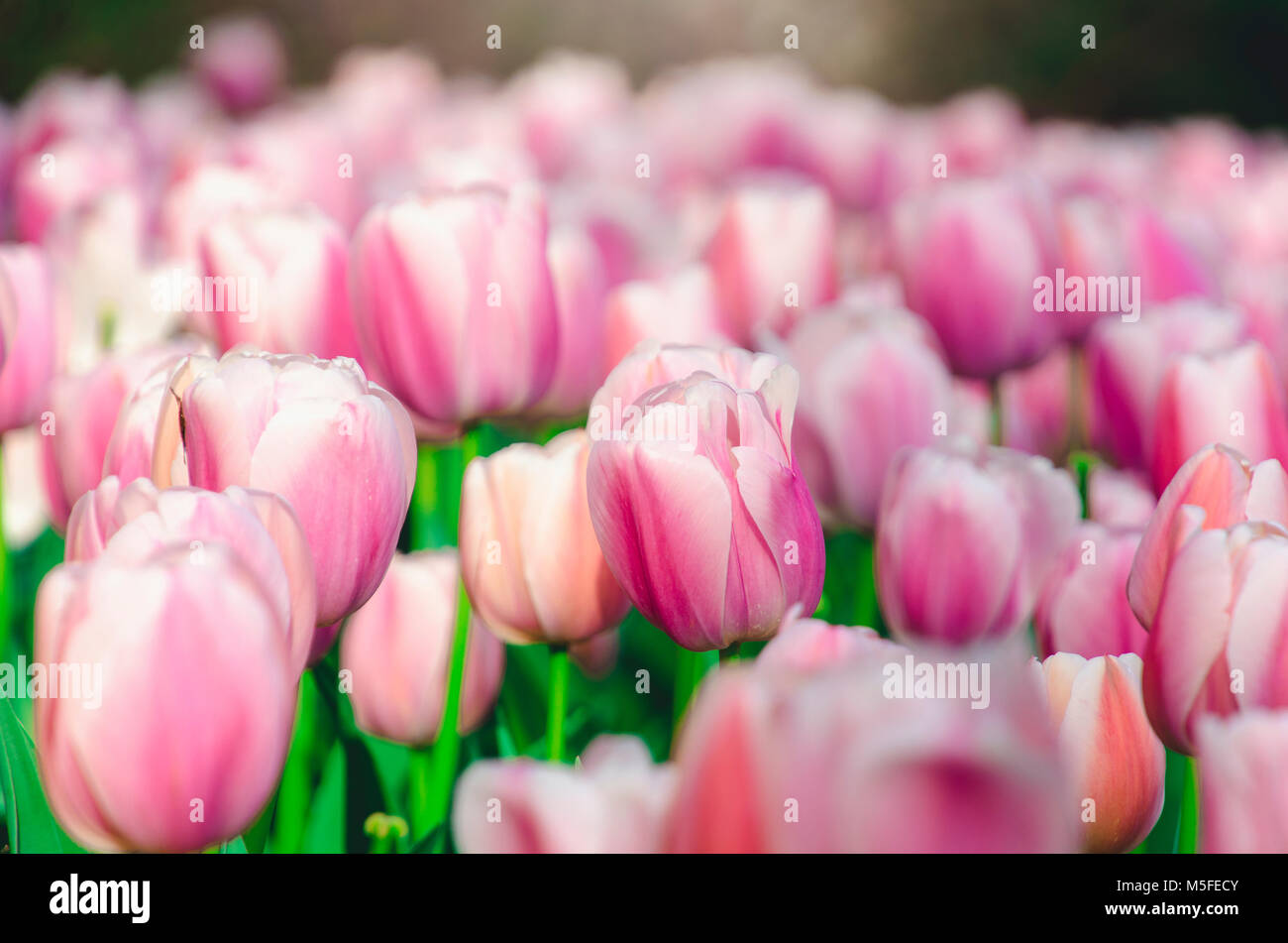 Standing Alone In The Crowd Stock Photo Alamy