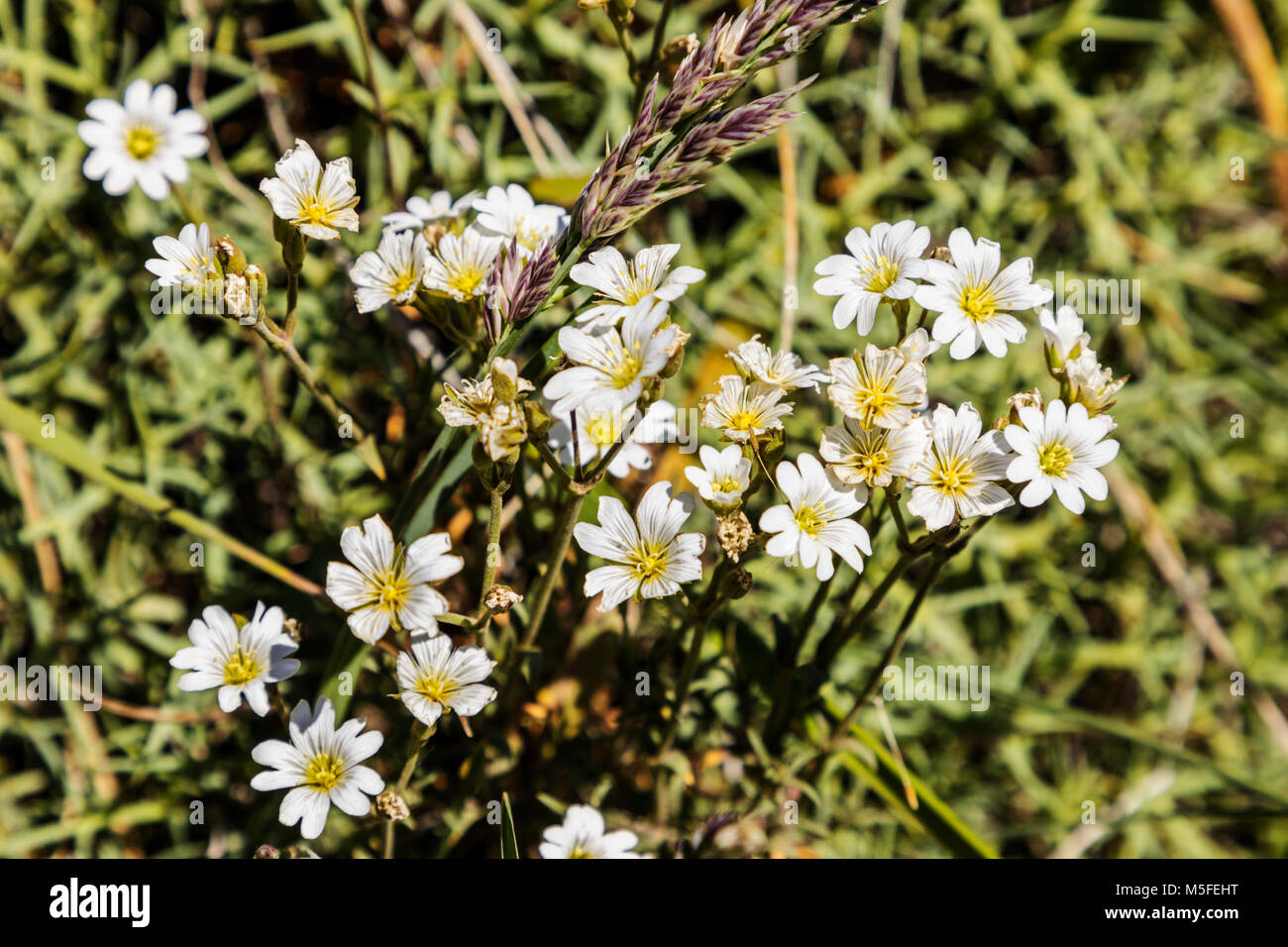 Cerastium arvense; Field Chickweed wildflowers north of El ChaltÃ©n; Patagonia; Argentina Stock Photo