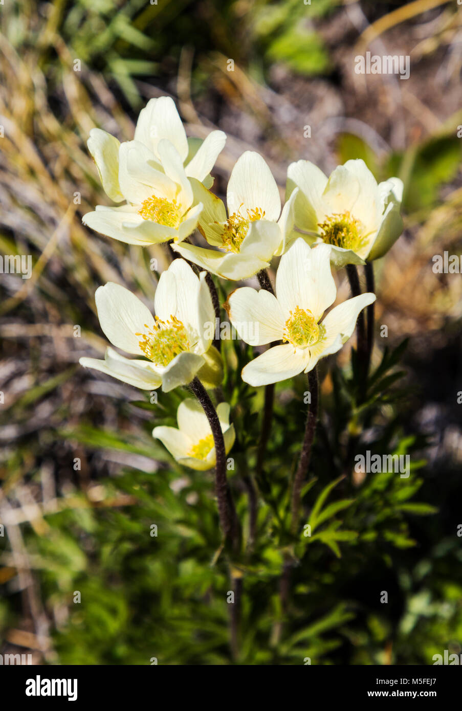 Anemone multifida; buttercup; cutleaf anemone; globe anemone; wildflowers north of El Chalten; Patagonia; Argentina Stock Photo