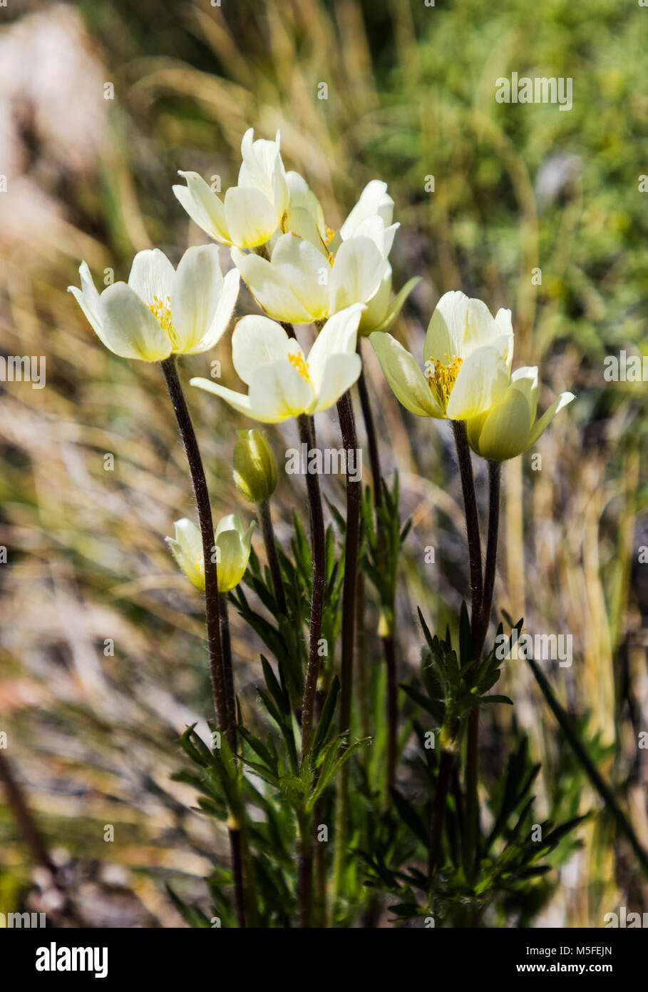 Anemone multifida; buttercup; cutleaf anemone; globe anemone; wildflowers north of El Chalten; Patagonia; Argentina Stock Photo