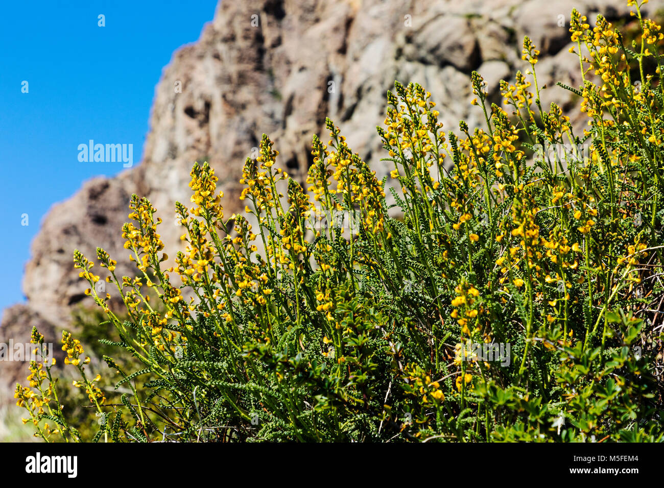 Viola recurvata wildflowers & Cordon Gorra Blanca mountains north of El Chalten; Patagonia; Argentina Stock Photo