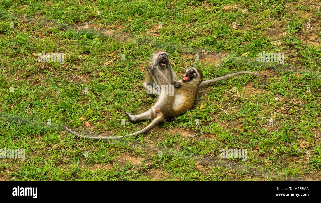 funny monkeys Stock Photo