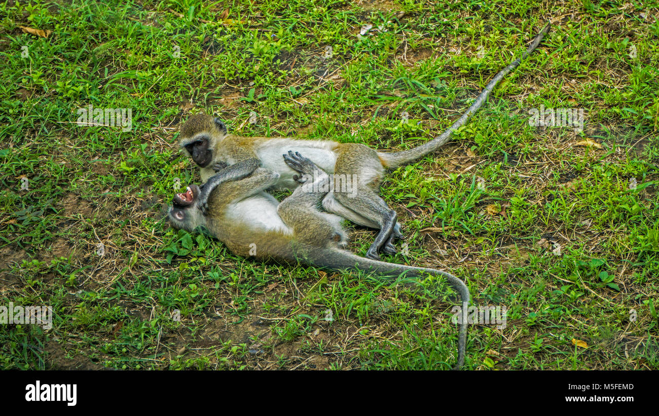 Monkeys relatives hires stock photography and images Alamy