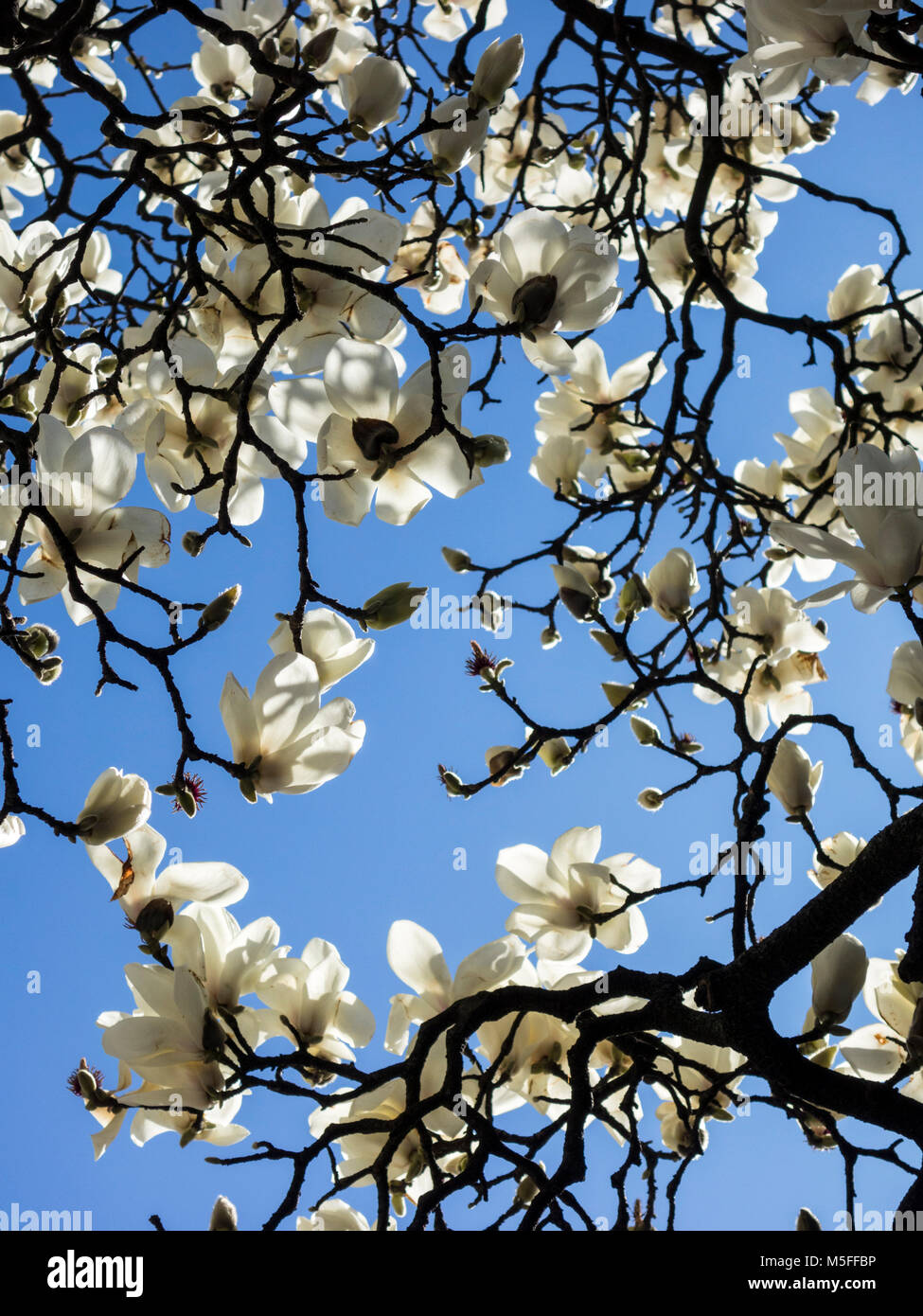 Magnolia grandiflora blossoms hi-res stock photography and images - Alamy