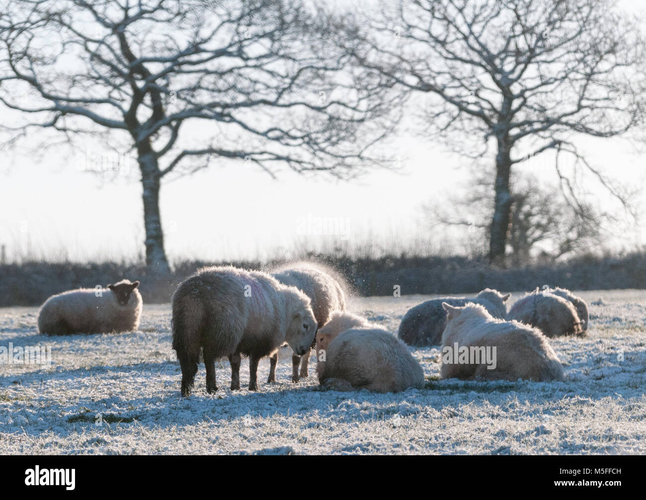Sheep grazing in field following a light falling of snow. Carmarthenshire, west Wales. UK Stock Photo