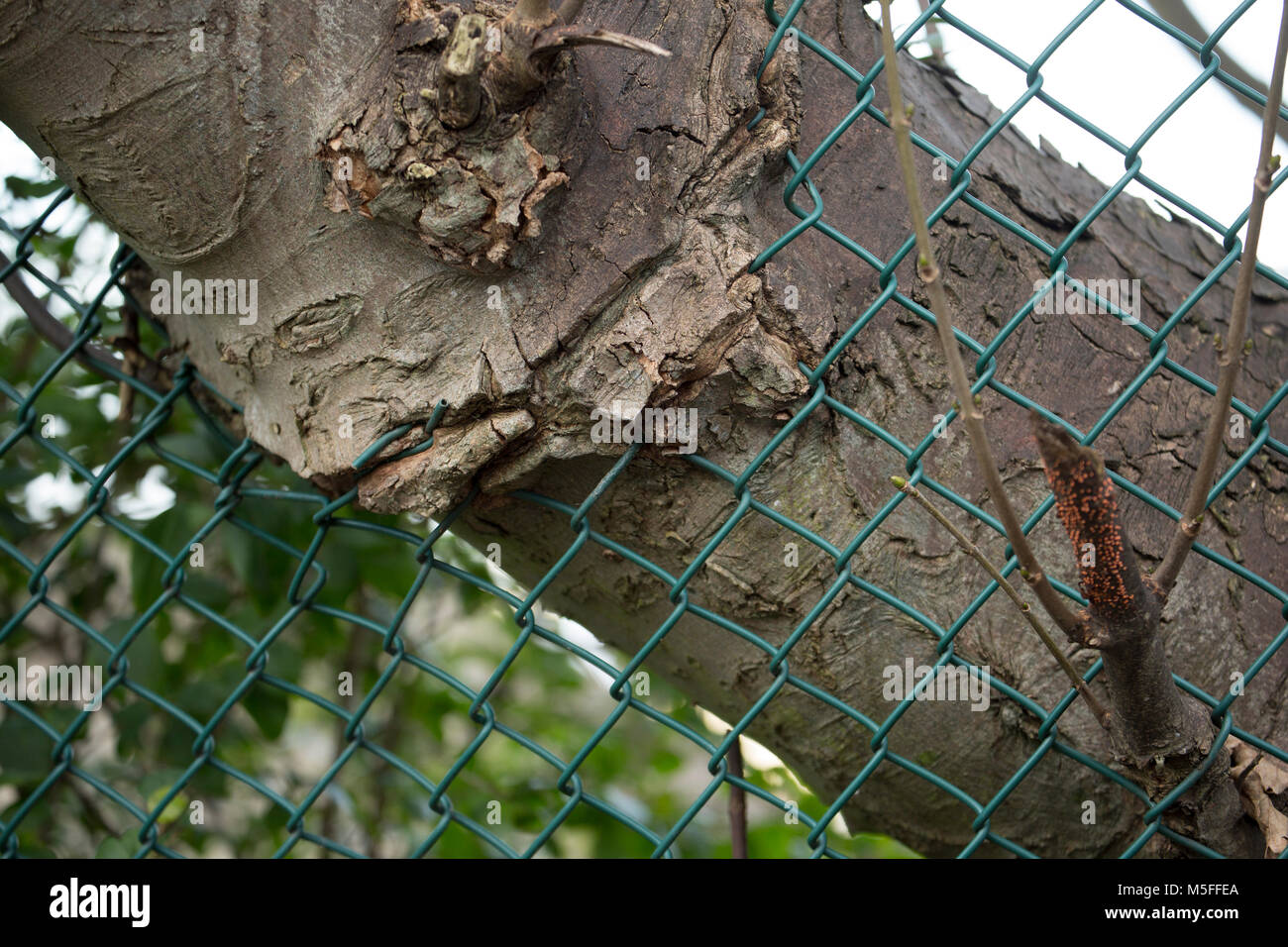 A tree that has grown into metal fencing, a potential hazard for chainsaws Stock Photo
