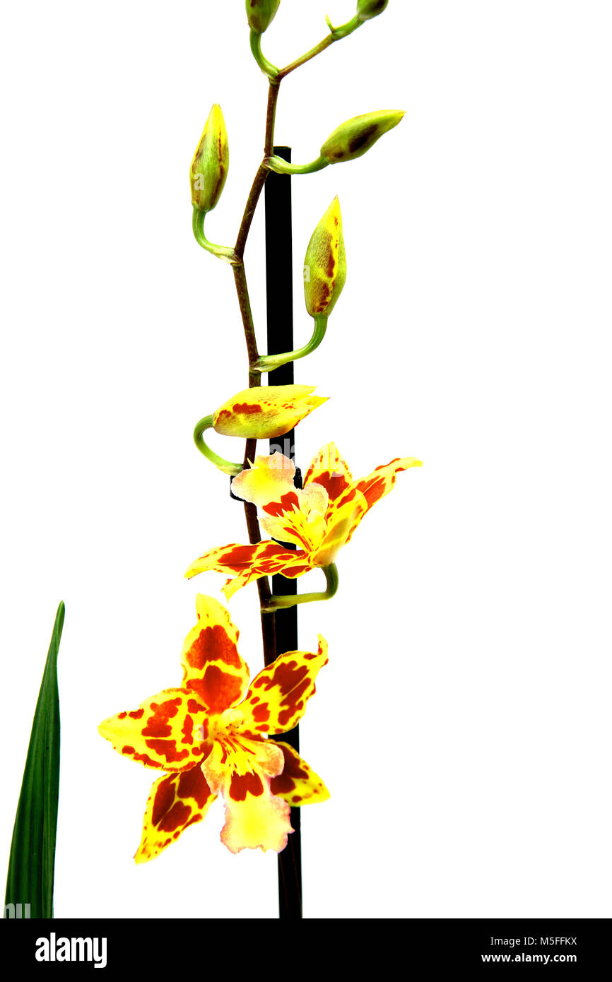 Oncidium Tiger Crow Orchid (Golden Girl) Stock Photo