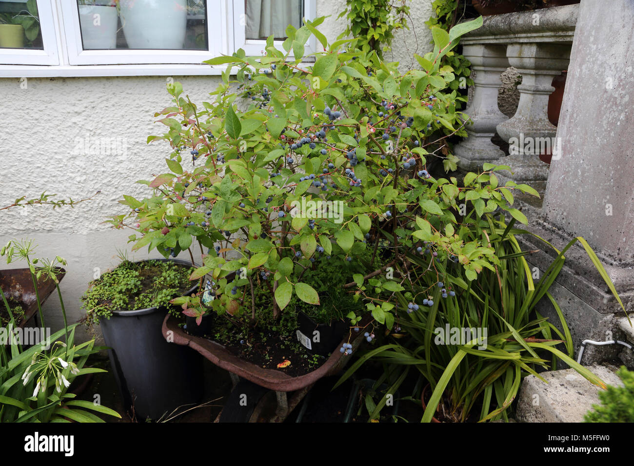 Blueberries Growing In A Wheel Barrow Surrey England Stock Photo Alamy