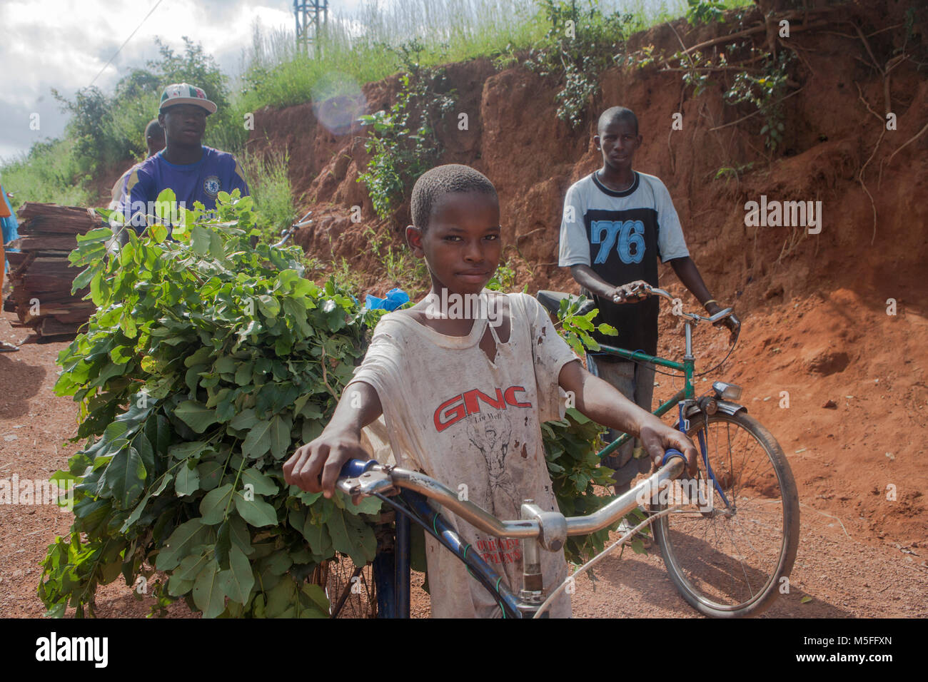 Boy in Senegal transporting fodder on his bicycle Stock Photo