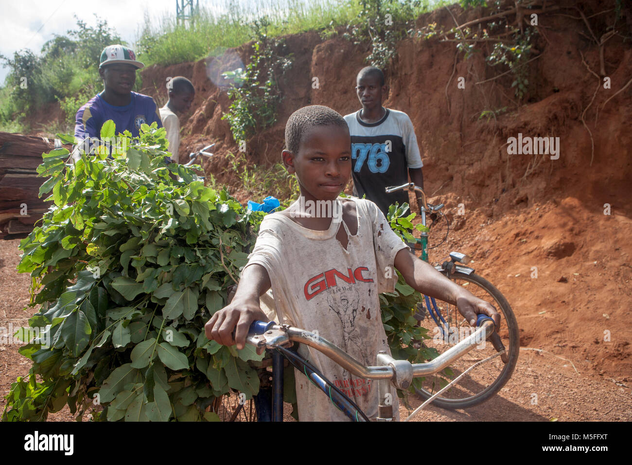 Boy in Senegal transporting fodder on his bicycle Stock Photo