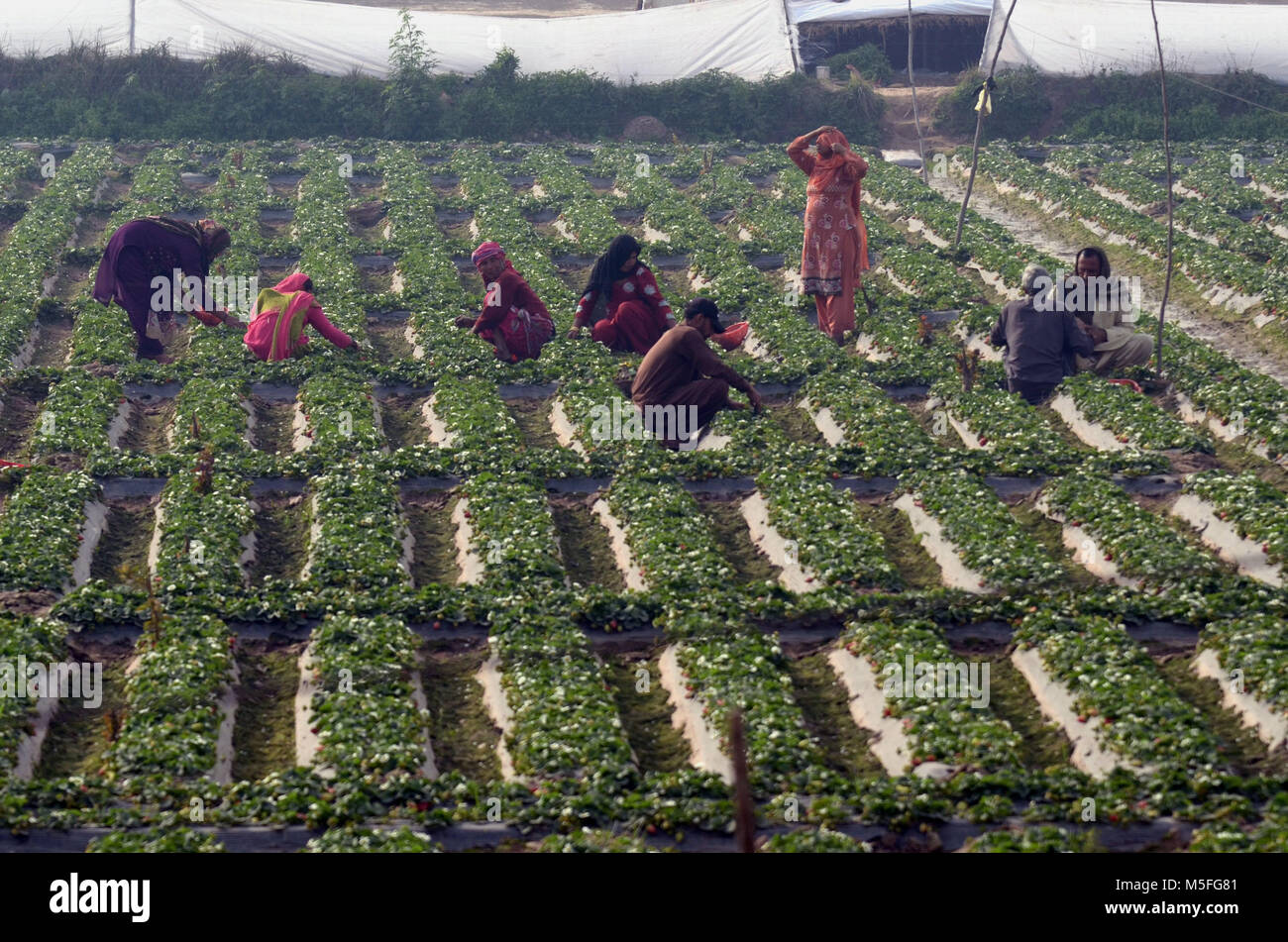 Lahore, Pakistan. 23rd Feb, 2018. Pakistani farmer busy plucking