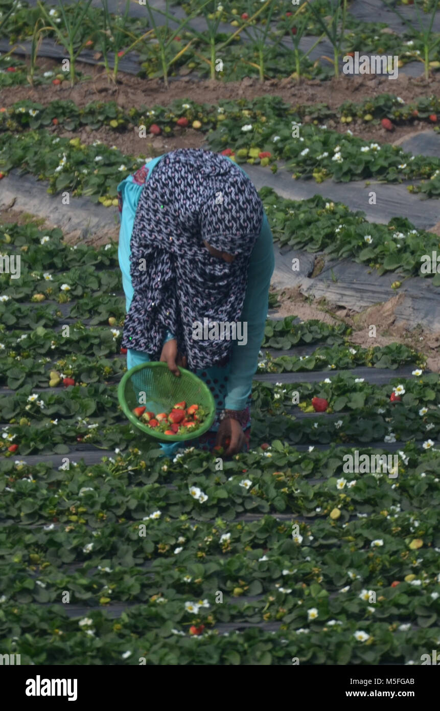 Pakistani strawberries hires stock photography and images Alamy