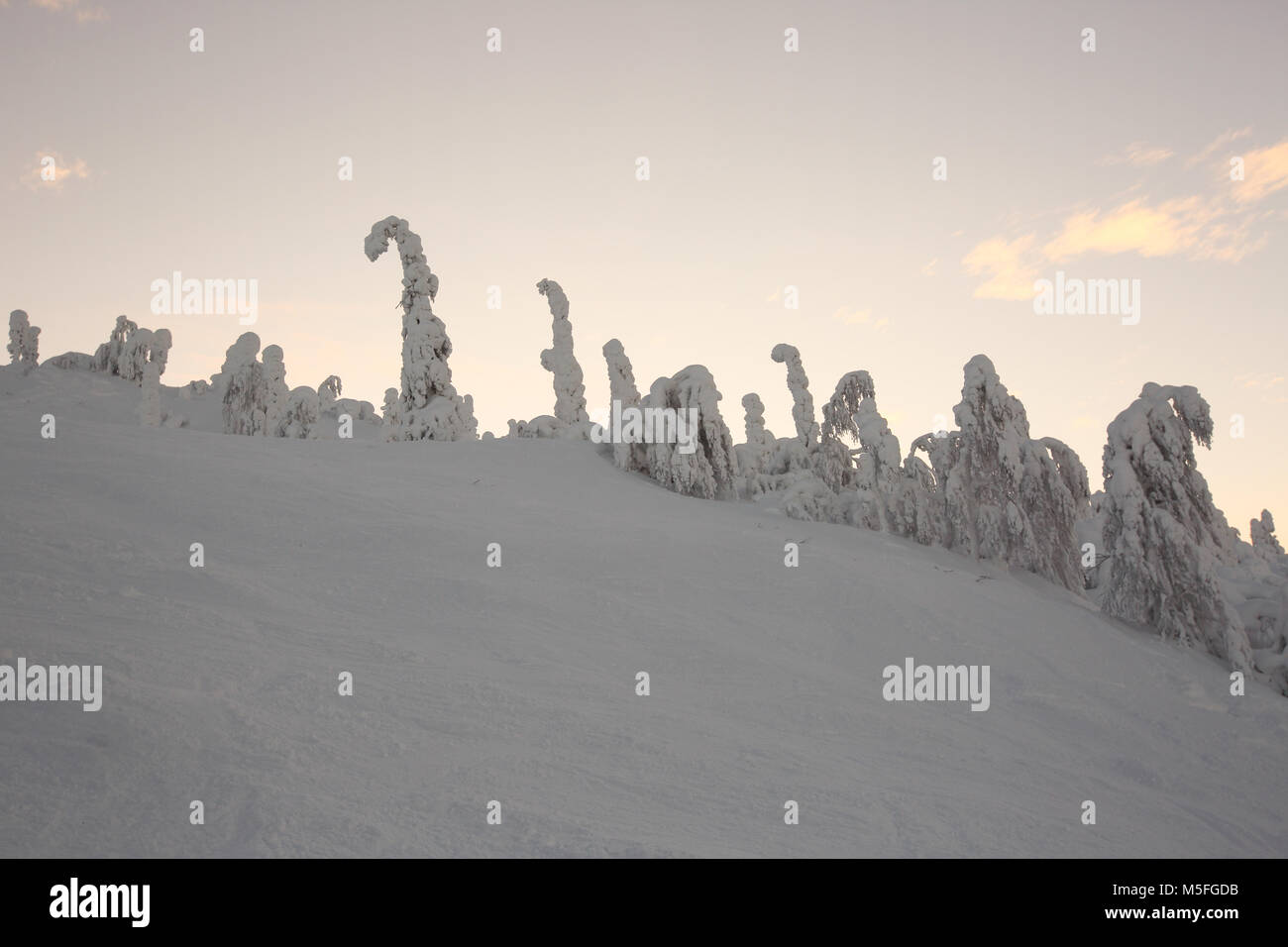 Snow covered fir trees ai hi-res stock photography and images - Alamy