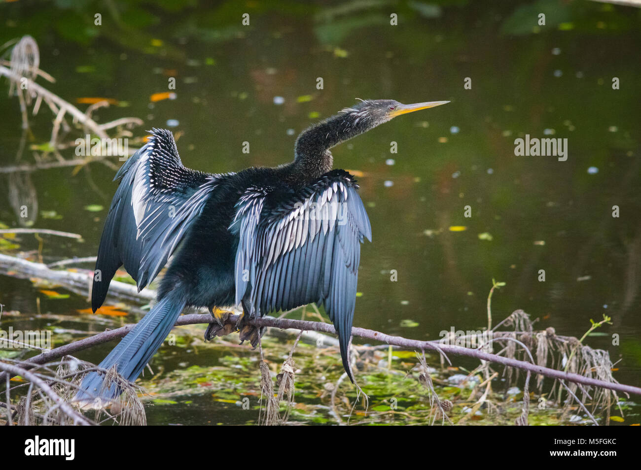 An Anhinga is perched on a branch above water, sunning, with it's wings spread. Stock Photo