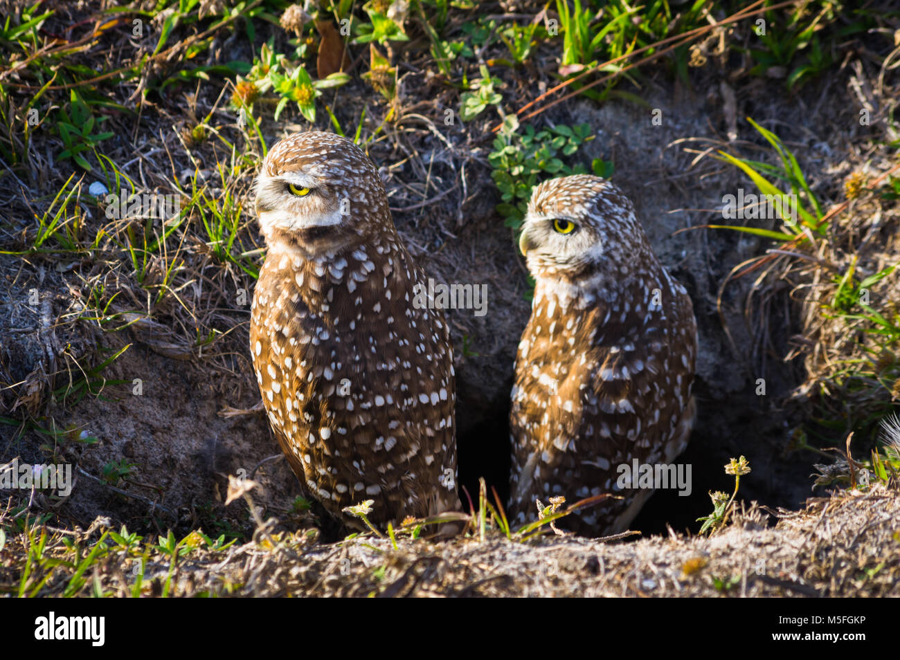 A pair of burrowing owls sitting outside of the nest in Cape Coral