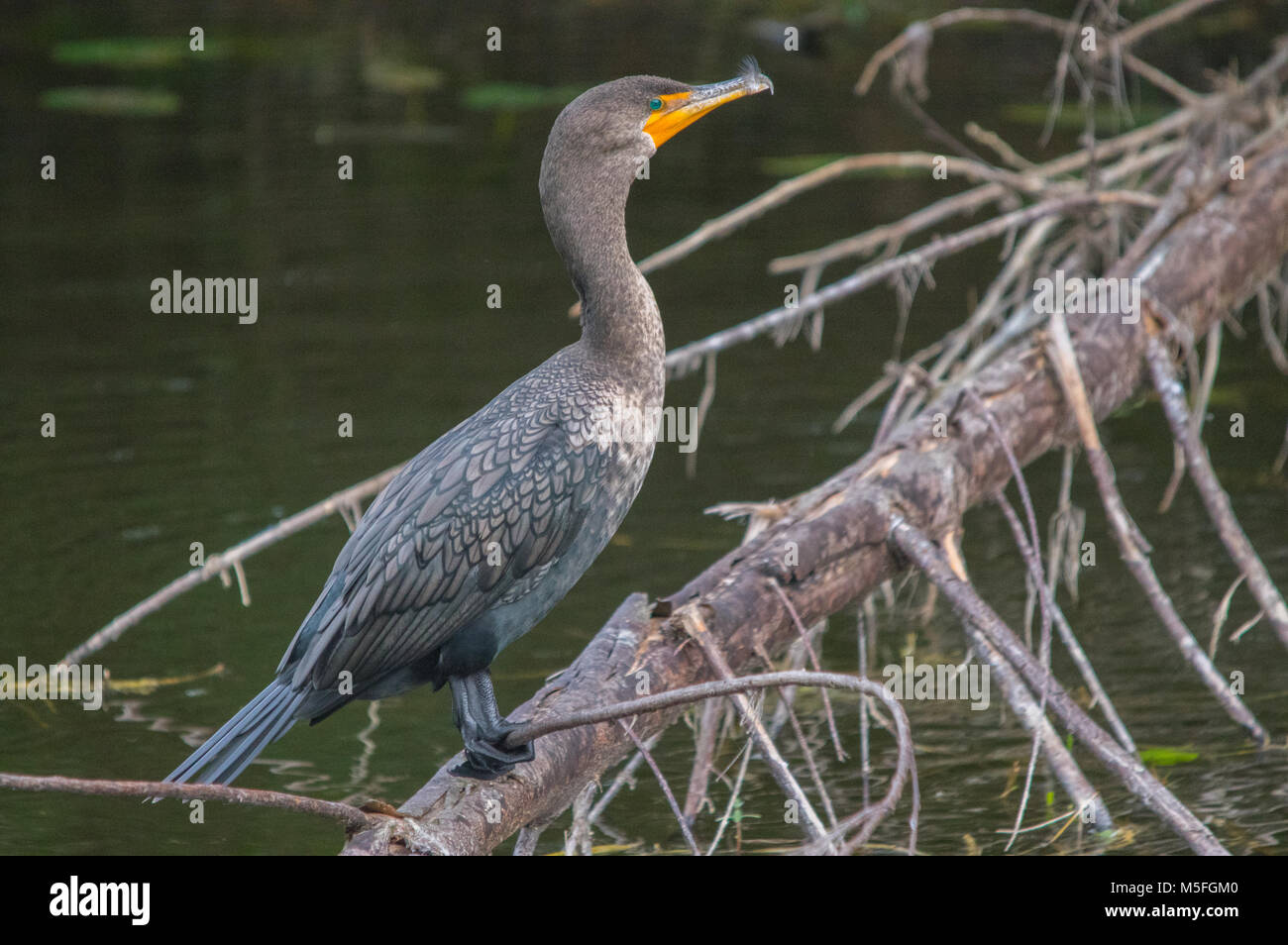 A side view of a double crested cormorant perched on a large fallen tree in a freshwater canal in Fort Myers, Florida. Stock Photo