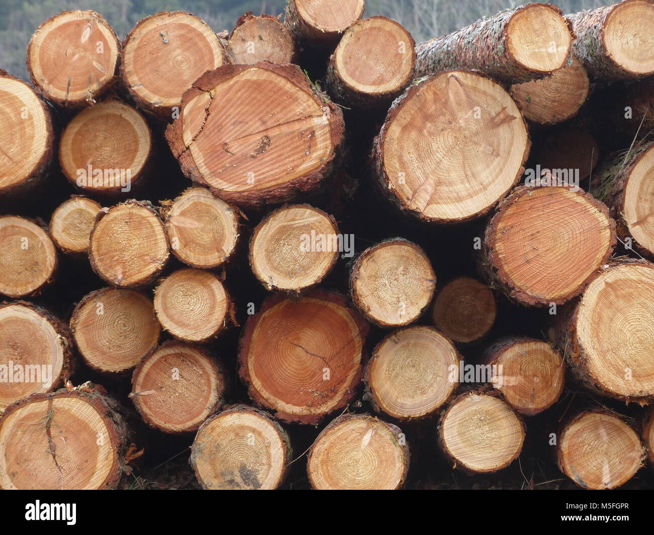 Stacked up pine logs ready for pick up Stock Photo