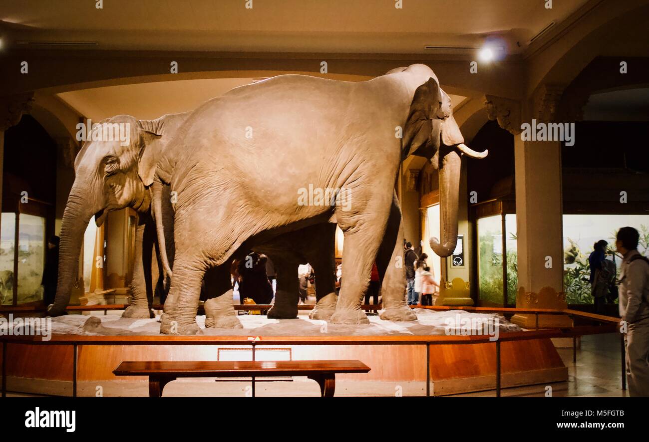 Two elephants in a museum Stock Photo