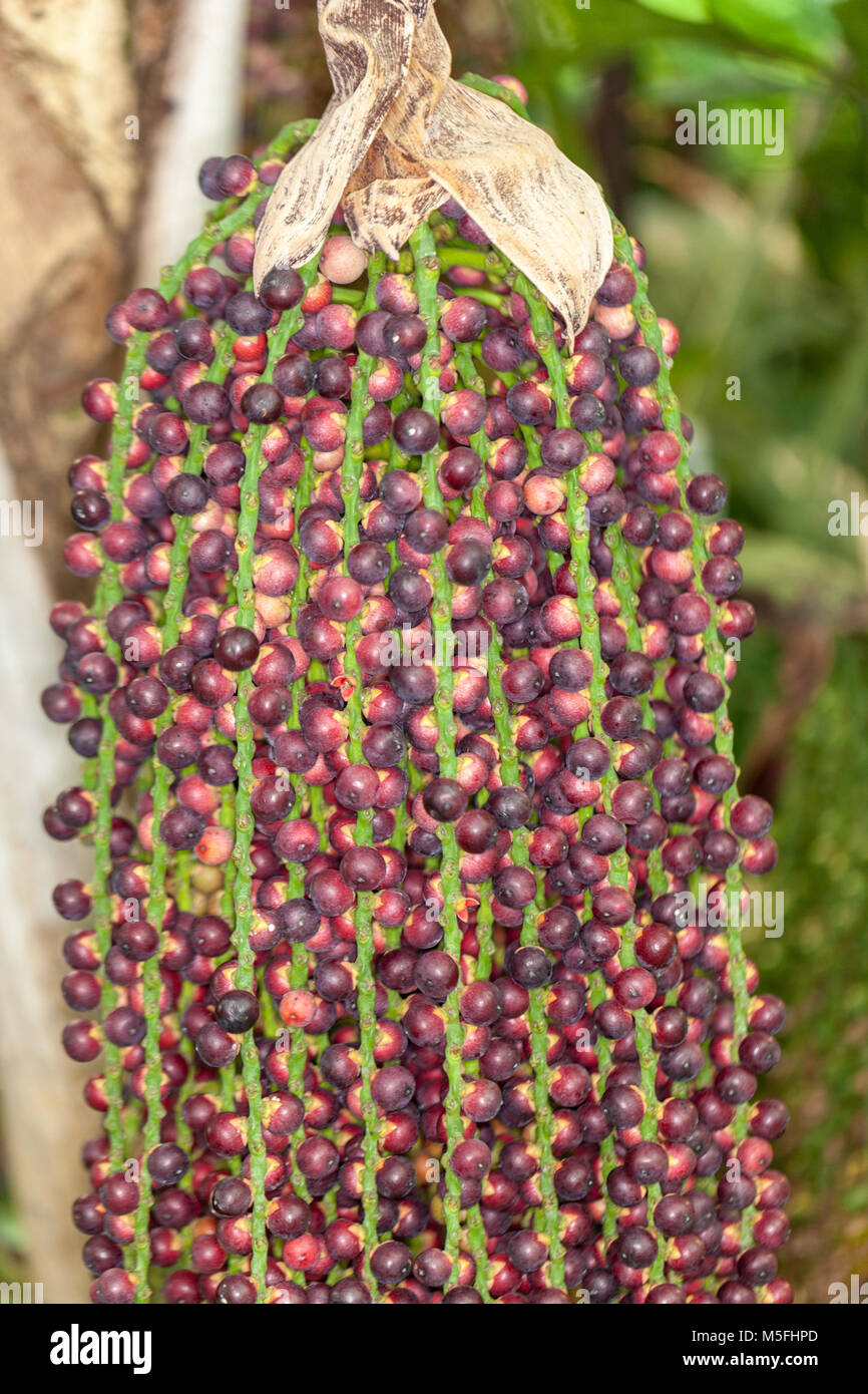 Clustering Fishtail Palm, Tuvad fiskstjärtspalm (Caryota mitis) Stock Photo