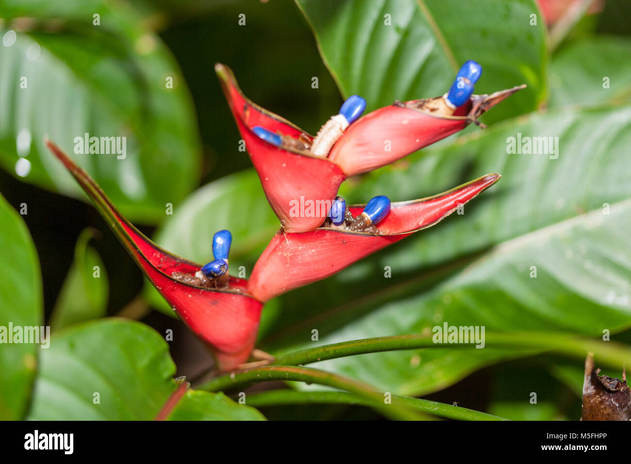 Lobster-claw, Wild Plantain (Heliconia stricta) Stock Photo