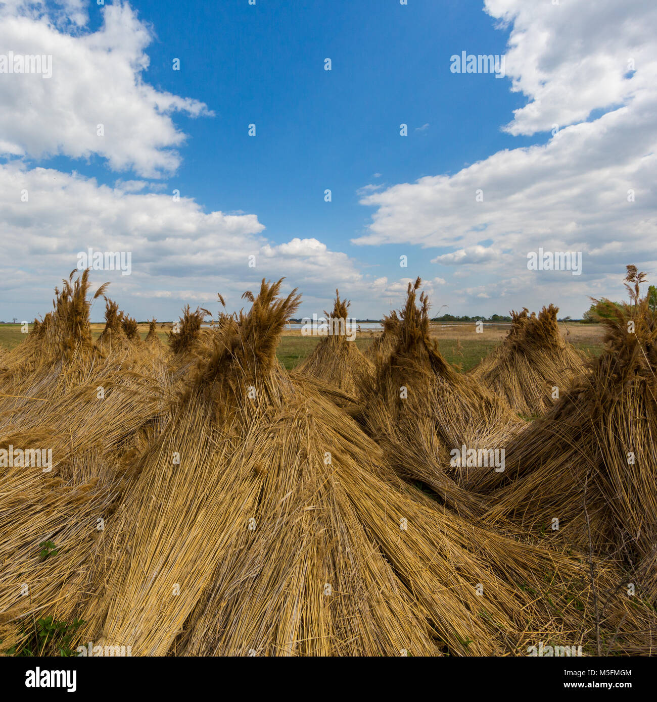 natural bundles of reed for drying with blue sky and clouds Stock Photo