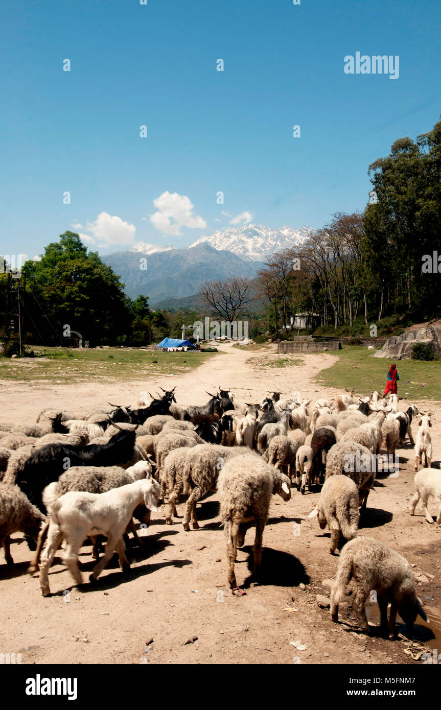 woman with goat and sheep, palampur, himachal pradesh, India, Asia Stock Photo - Alamy woman with goat and sheep, palampur, himachal pradesh, India, Asia Stock Photo - Alamy